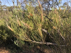 Melaleuca orophila