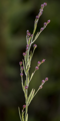 Lechea stricta