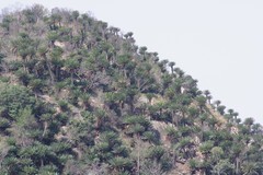 Encephalartos transvenosus