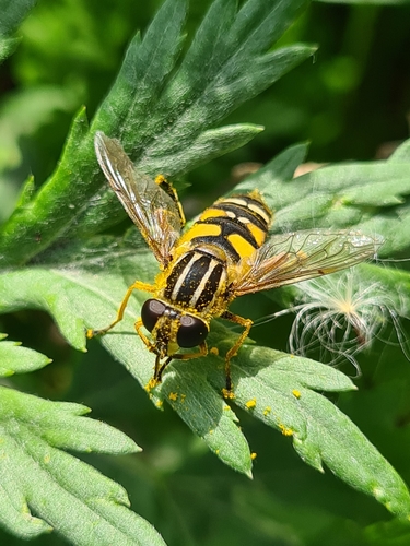 Sun Fly, photo 6 of 8
