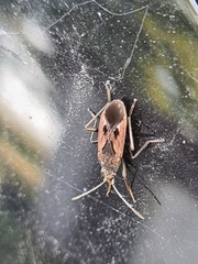 Rhyparochromus