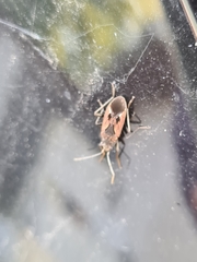 Rhyparochromus