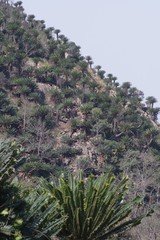 Encephalartos transvenosus