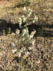 Polygonella americana