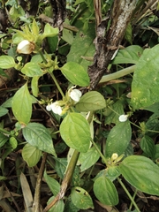 Dicliptera chinensis