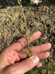 Polygonella americana