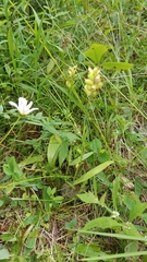 Platanthera clavellata image