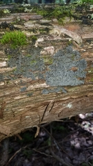 Pannaria conoplea image