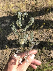 Polygonella americana