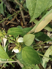 Dicliptera chinensis