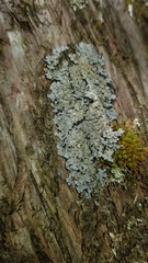 Pannaria conoplea image