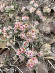 Helichrysum candolleanum