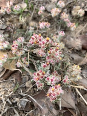 Helichrysum candolleanum