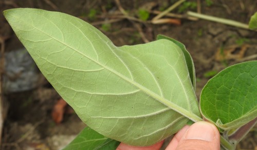 Datura innoxia