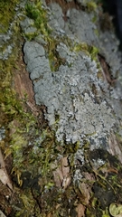 Pannaria conoplea image