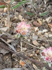 Helichrysum candolleanum