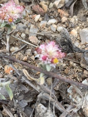 Helichrysum candolleanum