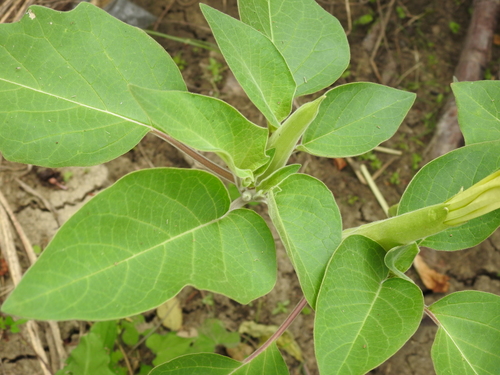 Datura innoxia