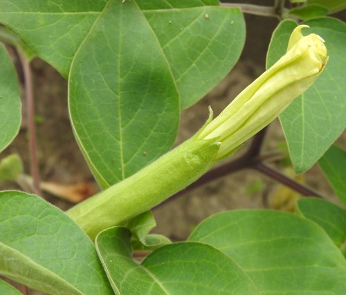 Datura innoxia