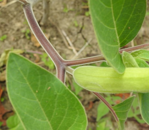Datura innoxia