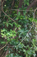 Ancistrocladus heyneanus
