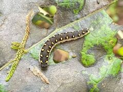 Tenthredo mandibularis