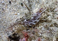 Heteroclinus roseus