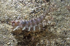 Heteroclinus roseus