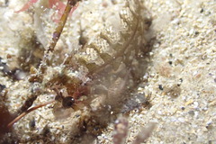 Heteroclinus roseus