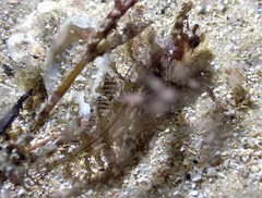 Heteroclinus roseus