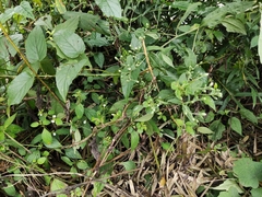Dicliptera chinensis
