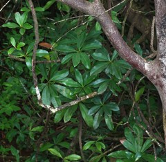 Ancistrocladus heyneanus