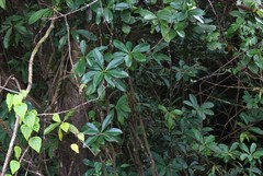 Ancistrocladus heyneanus