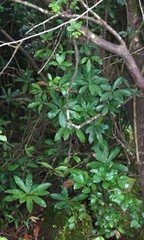 Ancistrocladus heyneanus