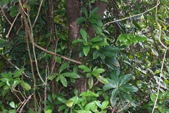 Ancistrocladus heyneanus