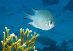 Green Damselfish photo 2
