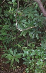Ancistrocladus heyneanus