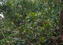 Ancistrocladus heyneanus
