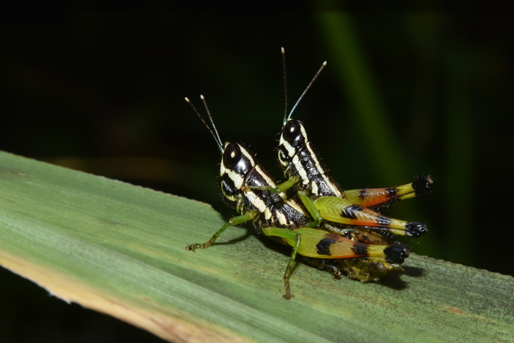 Chitaura indica