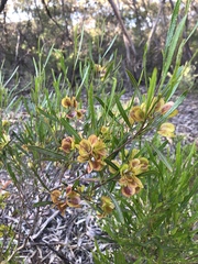 Dodonaea viscosa angustissima