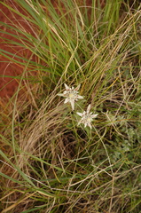 Leontopodium campestre