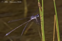 Lestes vigilax