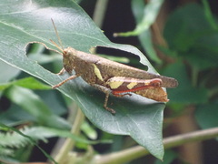 Xenocatantops brachycerus