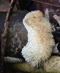 Protohydnum sclerodontium