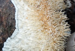 Protohydnum sclerodontium