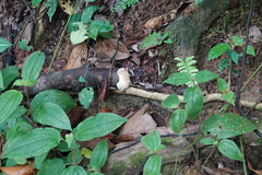 Protohydnum sclerodontium