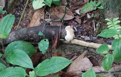 Protohydnum sclerodontium