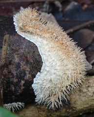 Protohydnum sclerodontium