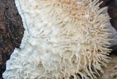 Protohydnum sclerodontium