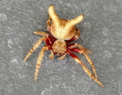 Carepalxis
